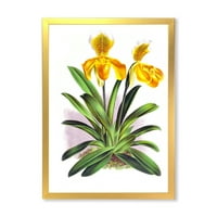 Designart' Yellow Vintage Orchid ' Tradicionalni Uokvireni Umjetnički Print