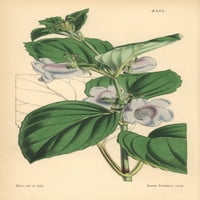 Blijedocvjetna Gloxinia, Gloxinia Pallidiflora Štampa Postera ® Florilegius Mary Evans