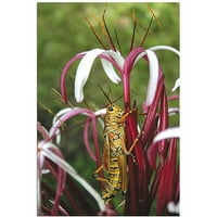 Zaštitni znak fine umjetnosti cvijet Grashopper platna umjetnost patty tuggle, 16 24