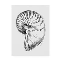 Zaštitni znak likovne umjetnosti' Shell Sketch IV ' platnena Umjetnost Ethana Harpera