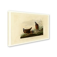 Zaštitni znak likovne umjetnosti' Bluehead Pigeonplate 172 ' Canvas Art by Audubon